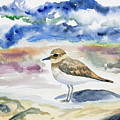 Watercolor - Double-banded Plover on the Beach