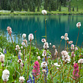 Wildflowers Along the Lake